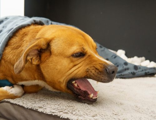 Why Is My Pet Coughing?