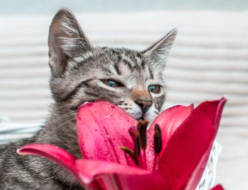 Ensuring A Safe Home for Houseplants and Pets