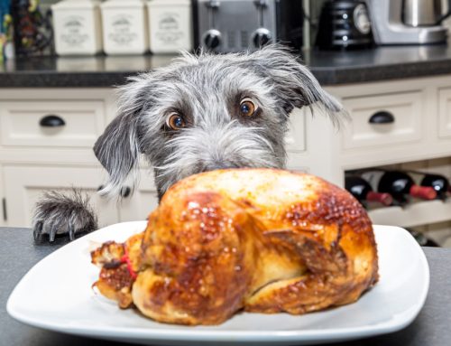 Thanksgiving Pet Safety: What to Share and What to Spare