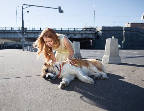 Essential Steps for Pet Owners: Immediate Actions When Your Pet Is Hit by a Car