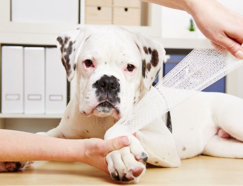 Understanding Limping: When Your Pet Needs Emergency Vet Care