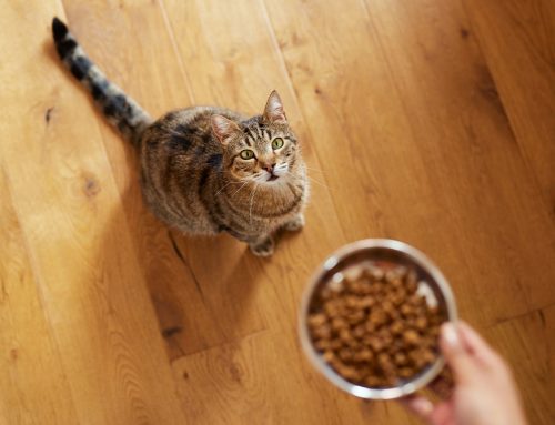 Concerned About Your Pet’s Meal-Skipping? We’re Here to Help!