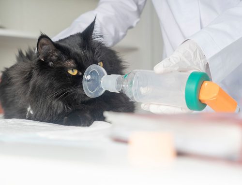 Understanding Feline Asthma: A Guide for Cat Lovers